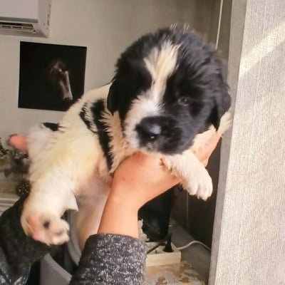 Les chiots de Terre-neuve