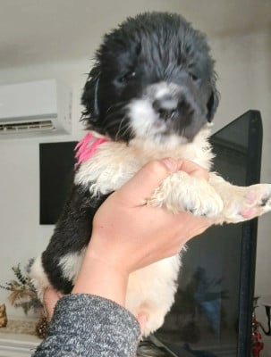 Les chiots de Terre-neuve