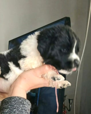 Les chiots de Terre-neuve