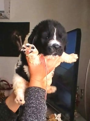 Les chiots de Terre-neuve