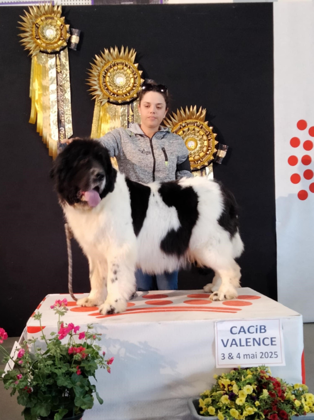 Remember you de la ferme de Terranova - RCAC MEILLEURE PAIRE AVEC SA FILLE