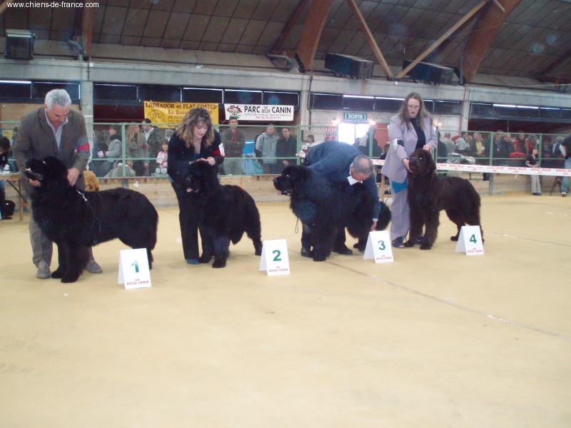 Benji des préludes du chassignolan - 2° EXCELLENT CLASSE JEUNE MALE