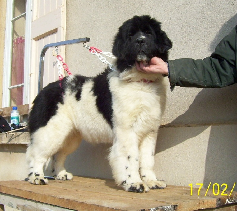 High Secret Cassiopee - 2° EXCELLENT CLASSE JEUNE FEMELLE