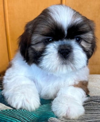 Les chiots de Shih Tzu