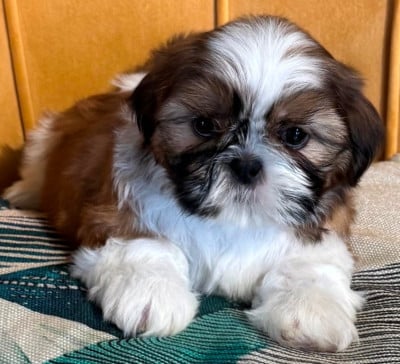 Les chiots de Shih Tzu