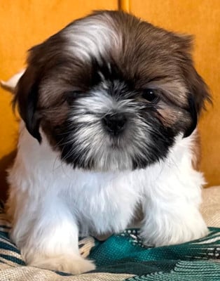 Les chiots de Shih Tzu