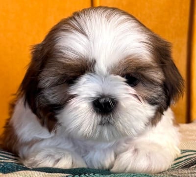 Les chiots de Shih Tzu