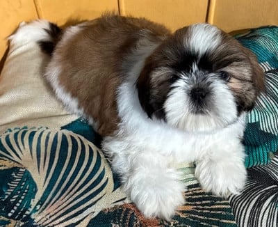Les chiots de Shih Tzu