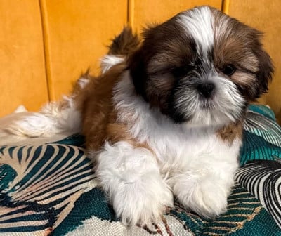 Les chiots de Shih Tzu