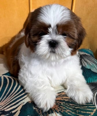Les chiots de Shih Tzu