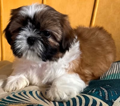 Les chiots de Shih Tzu