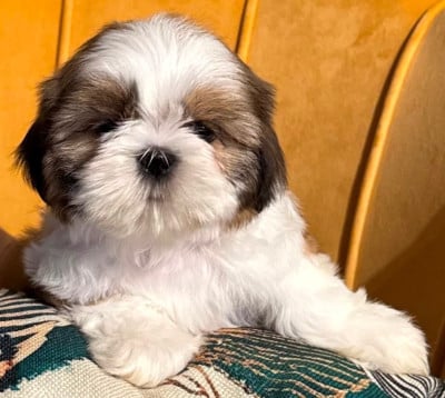 Les chiots de Shih Tzu