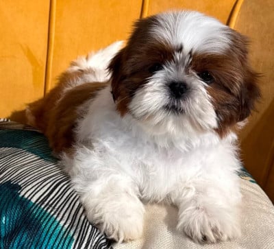 Les chiots de Shih Tzu