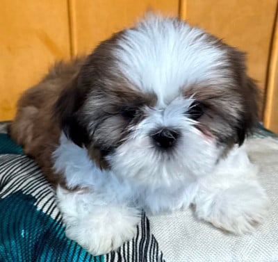 Les chiots de Shih Tzu
