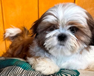 Les chiots de Shih Tzu