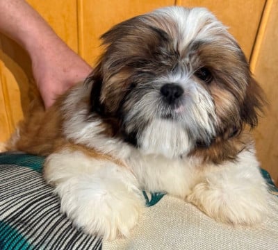 Les chiots de Shih Tzu