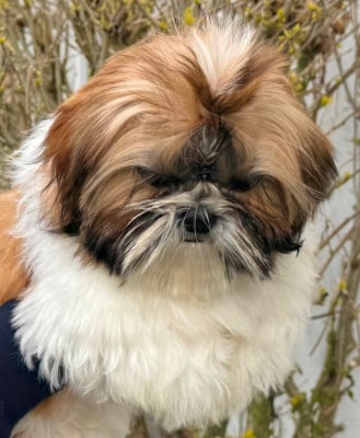 Les chiots de Shih Tzu