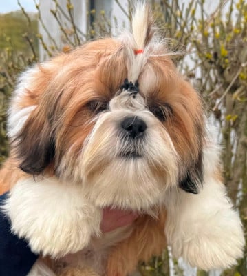 Les chiots de Shih Tzu