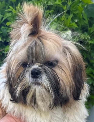 Les chiots de Shih Tzu