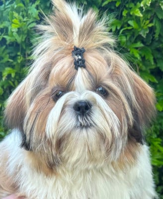 Les chiots de Shih Tzu