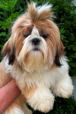 Les chiots de Shih Tzu