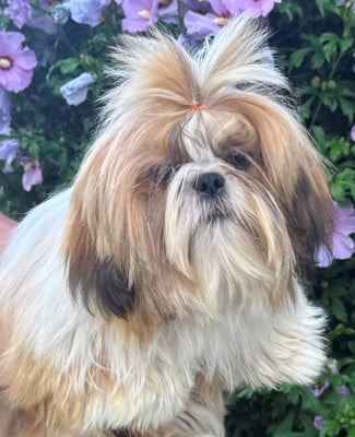 Les chiots de Shih Tzu