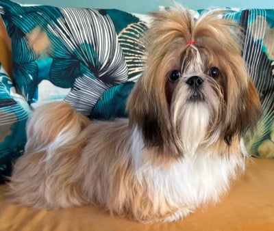 Les chiots de Shih Tzu