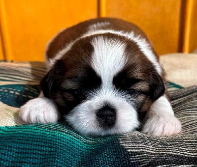 Les chiots de Shih Tzu