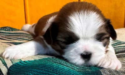 Les chiots de Shih Tzu