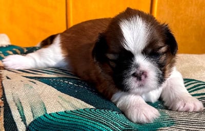Les chiots de Shih Tzu