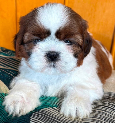Les chiots de Shih Tzu