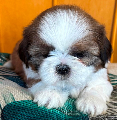 Les chiots de Shih Tzu