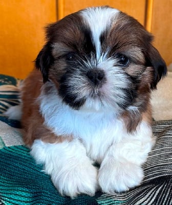 Les chiots de Shih Tzu