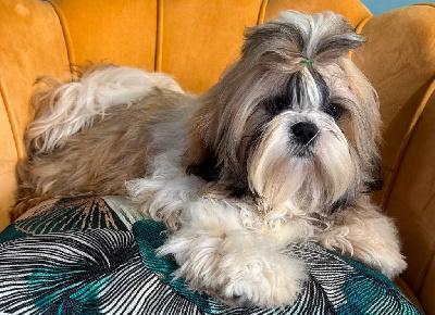 Les chiots de Shih Tzu