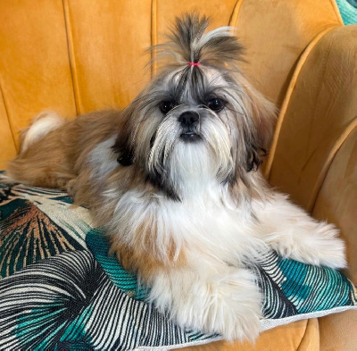 Les chiots de Shih Tzu