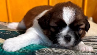 Les chiots de Shih Tzu