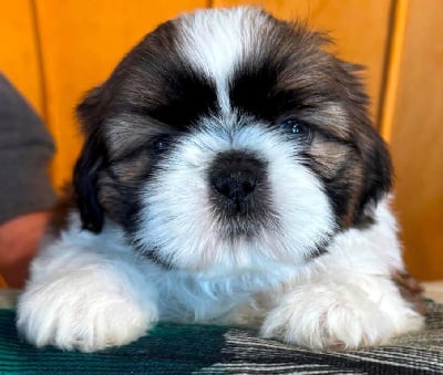 Les chiots de Shih Tzu
