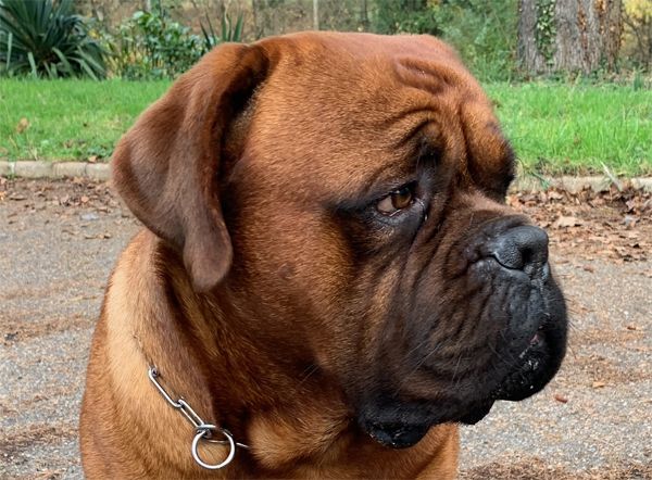 Publication : du domaine des Rouvres Auteur : Eugénie Chichkina