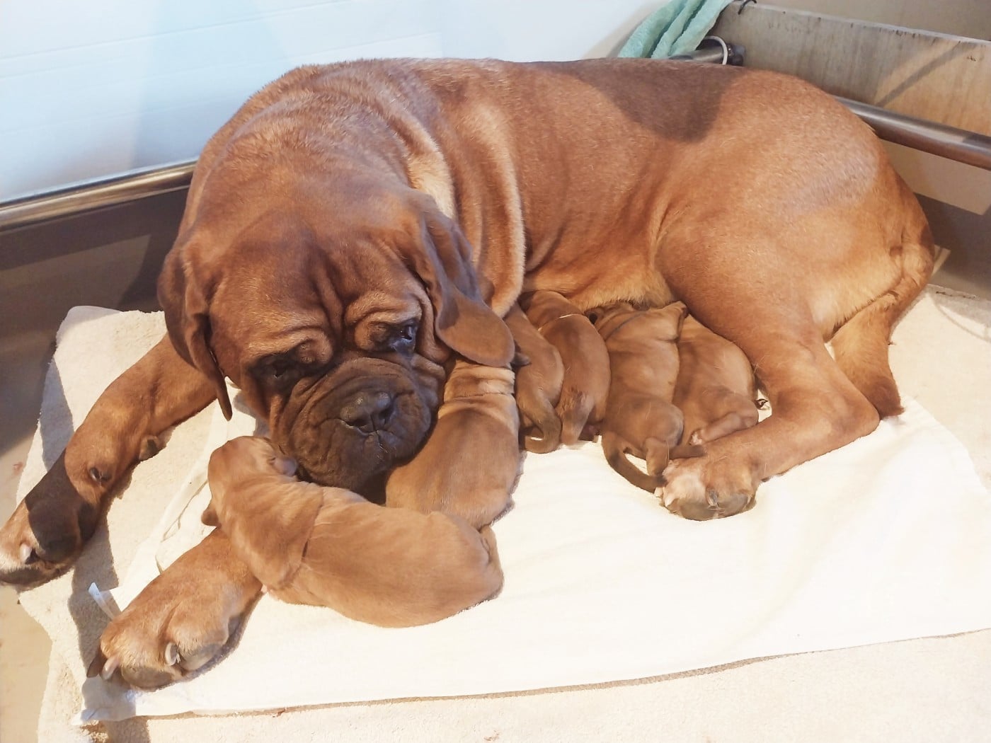 Dogue de Bordeaux - du domaine des Rouvres