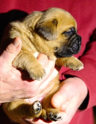 Les chiots de Dogue de Bordeaux
