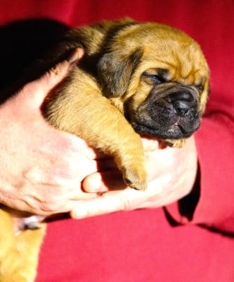Les chiots de Dogue de Bordeaux