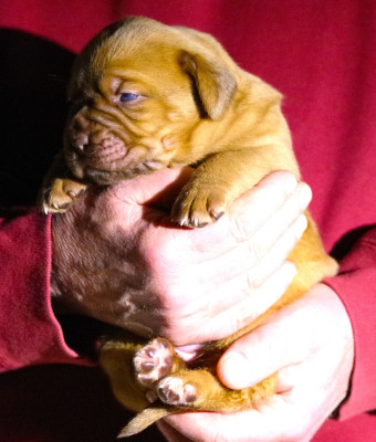 Les chiots de Dogue de Bordeaux