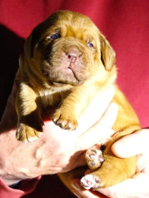 Les chiots de Dogue de Bordeaux