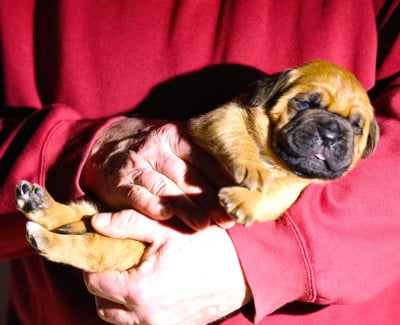 Les chiots de Dogue de Bordeaux