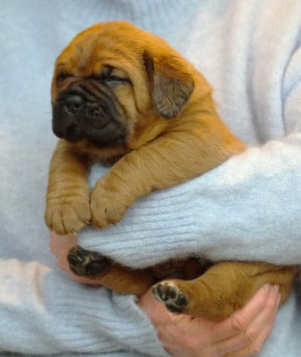 Les chiots de Dogue de Bordeaux