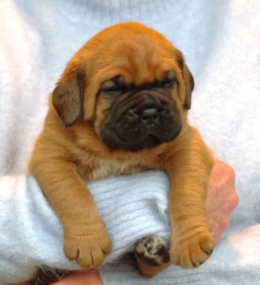 Les chiots de Dogue de Bordeaux