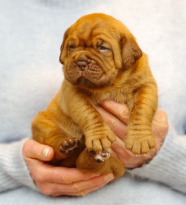 Les chiots de Dogue de Bordeaux