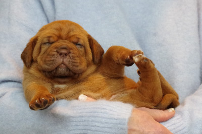 Les chiots de Dogue de Bordeaux
