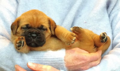 Les chiots de Dogue de Bordeaux