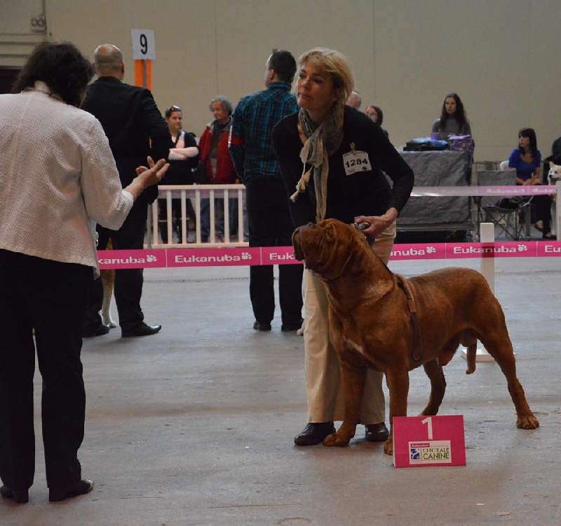 CH. Figaro du domaine des Rouvres - 1er Excellent CACS-RCACIB